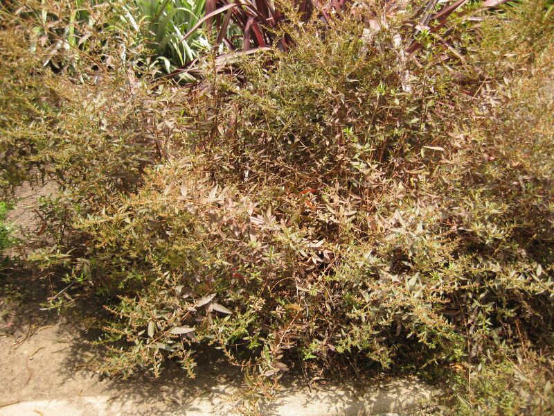 File:IMG 7358 hunt09jun.jpg