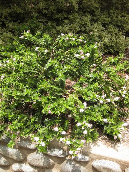 File:IMG 7361 hunt09jun.jpg