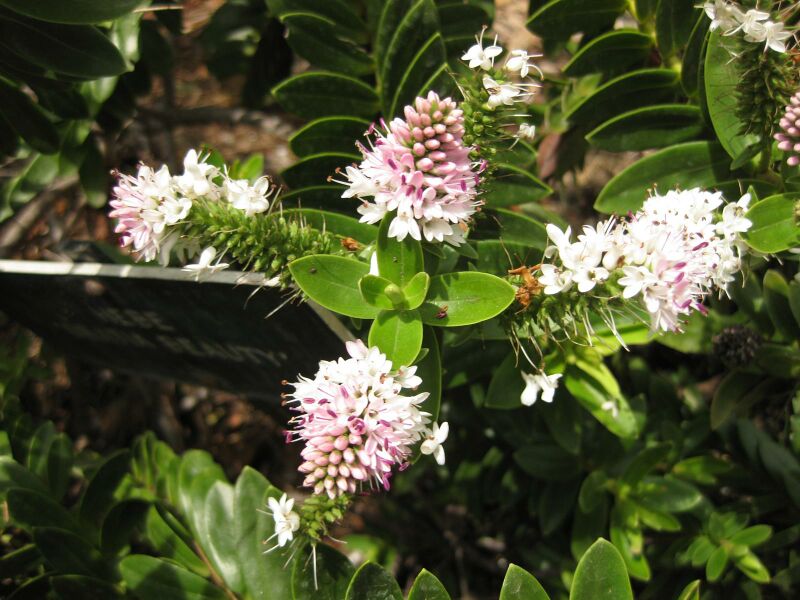 File:IMG 7362 hunt09jun.jpg