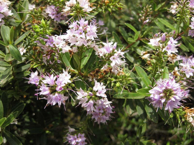 File:IMG 7364 hunt09jun.jpg