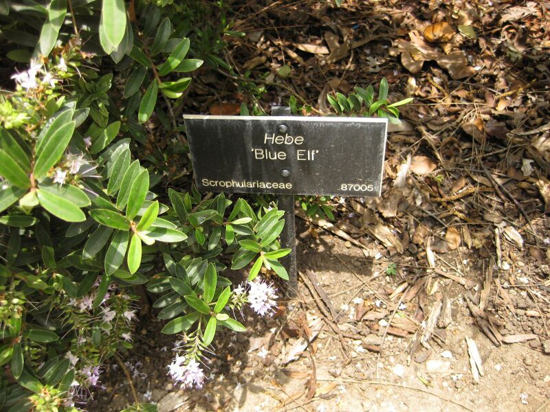 File:IMG 7365 hunt09jun.jpg