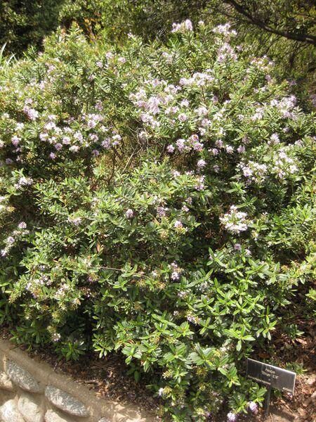 File:IMG 7366 hunt09jun.jpg