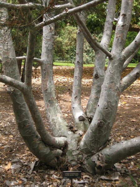 File:IMG 7368 hunt09jun.jpg