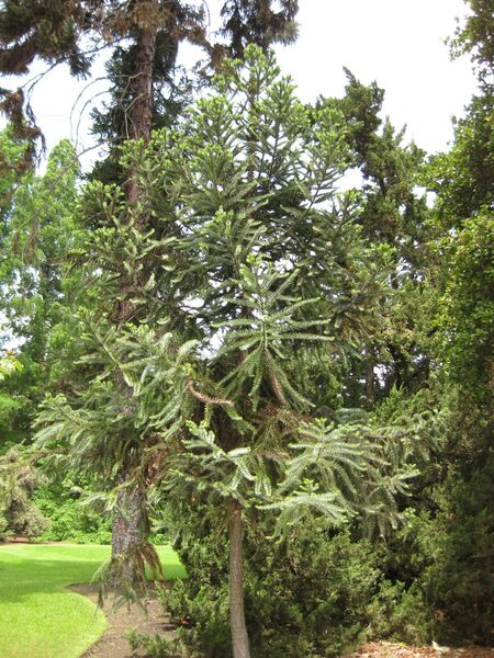 File:IMG 7369 hunt09jun.jpg