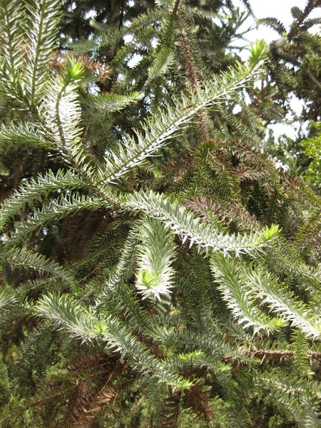 File:IMG 7370 hunt09jun.jpg