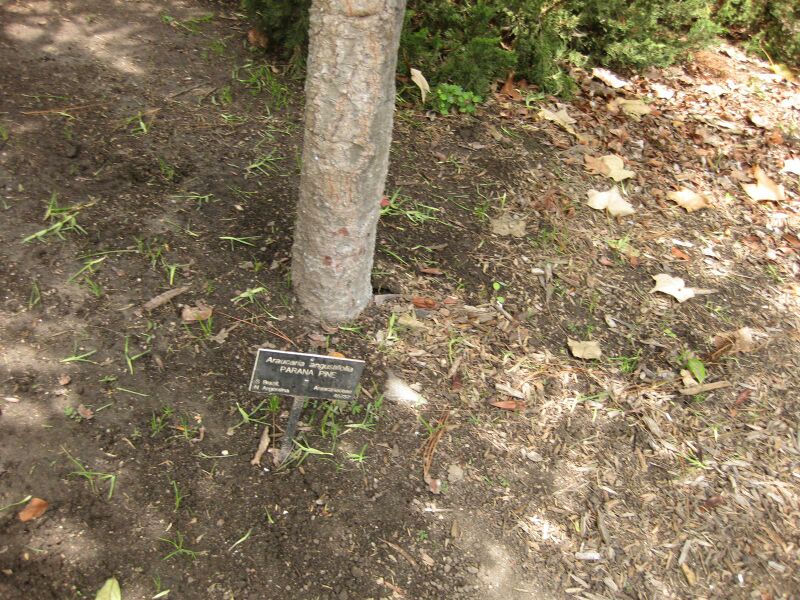 File:IMG 7371 hunt09jun.jpg