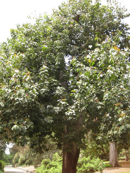 File:IMG 7372 hunt09jun.jpg