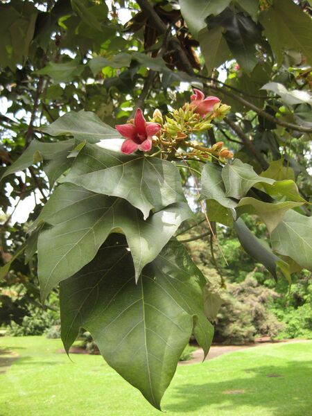 File:IMG 7373 hunt09jun.jpg