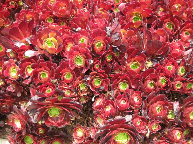 File:IMG 7376 hunt09jun.jpg