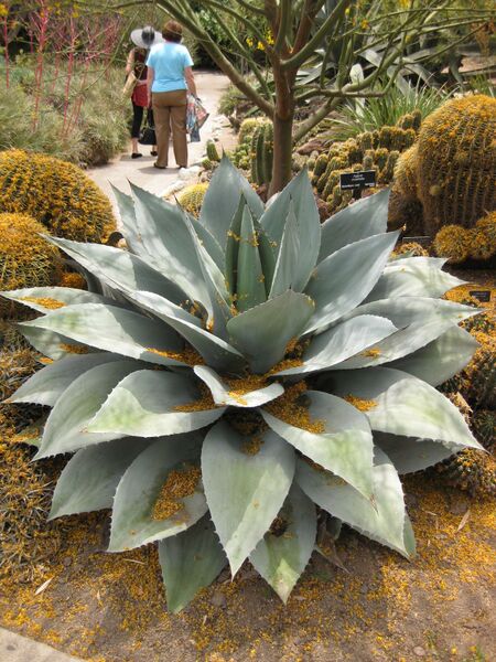 File:IMG 7378 hunt09jun.jpg