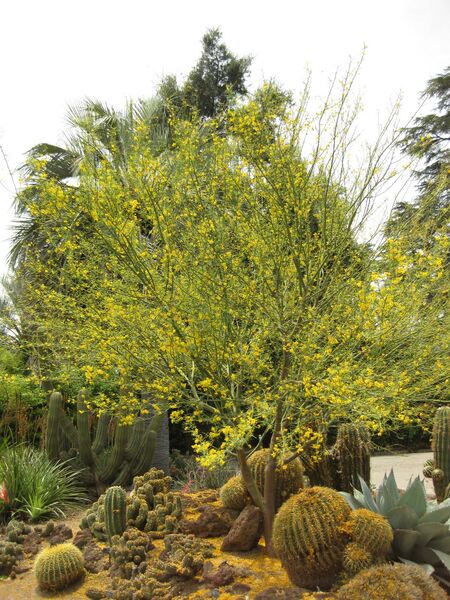 File:IMG 7379 hunt09jun.jpg