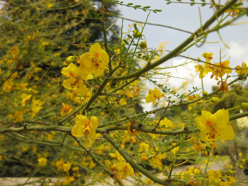 File:IMG 7380 hunt09jun.jpg