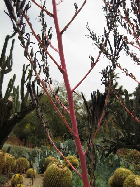 File:IMG 7382 hunt09jun.jpg