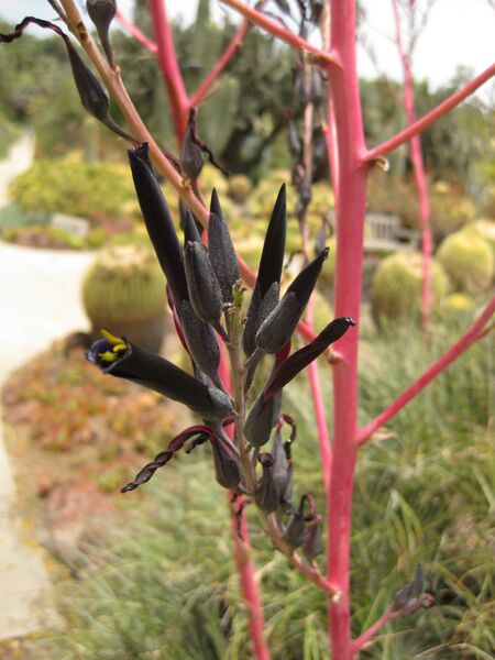 File:IMG 7383 hunt09jun.jpg