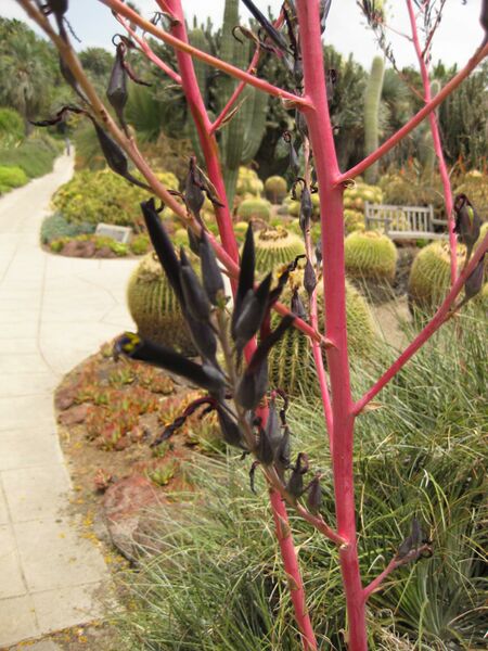 File:IMG 7384 hunt09jun.jpg