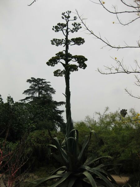 File:IMG 7386 hunt09jun.jpg