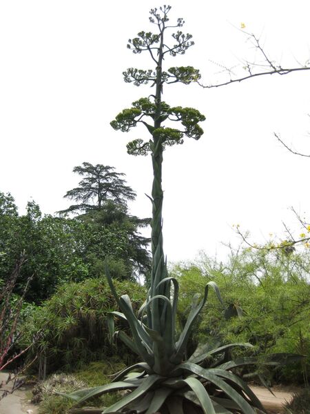 File:IMG 7387 hunt09jun.jpg