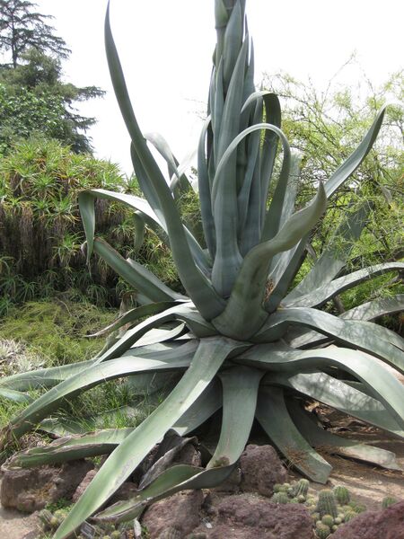 File:IMG 7388 hunt09jun.jpg