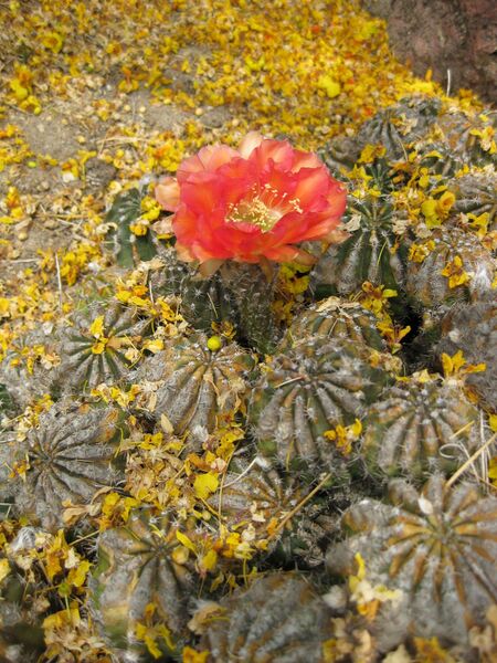 File:IMG 7391 hunt09jun.jpg