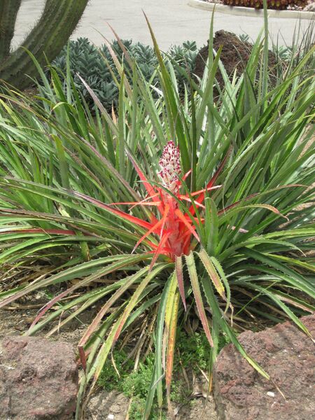 File:IMG 7393 hunt09jun.jpg