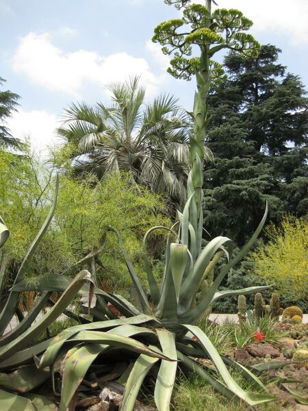 File:IMG 7395 hunt09jun.jpg