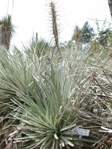 File:IMG 7396 hunt09jun.jpg