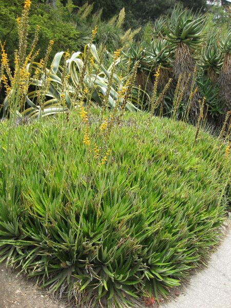 File:IMG 7397 hunt09jun.jpg