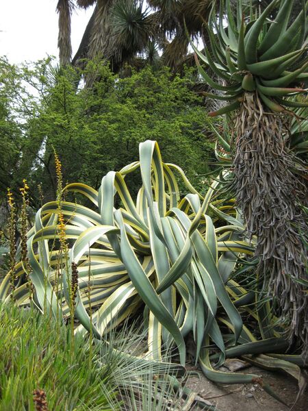 File:IMG 7398 hunt09jun.jpg