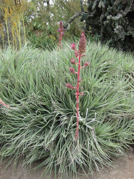 File:IMG 7399 hunt09jun.jpg