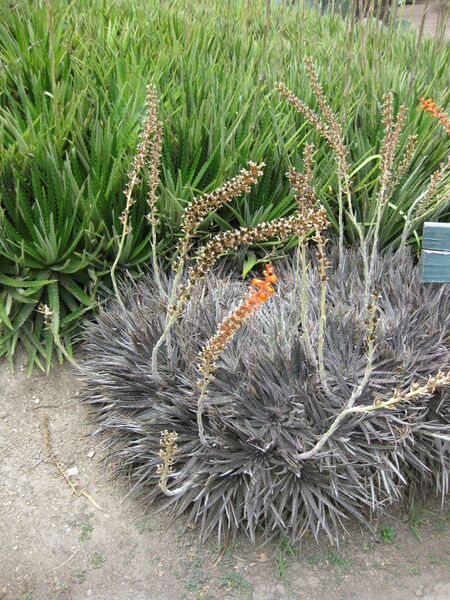 File:IMG 7401 hunt09jun.jpg