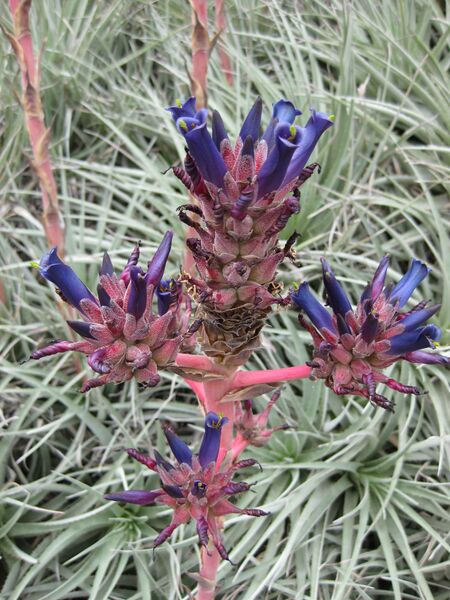 File:IMG 7404 hunt09jun.jpg