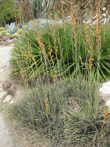 File:IMG 7405 hunt09jun.jpg