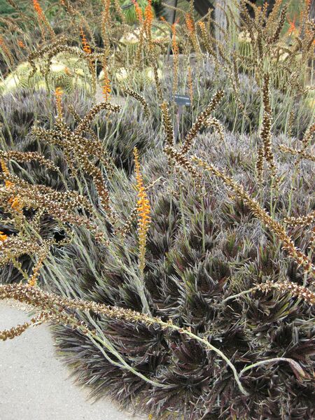 File:IMG 7410 hunt09jun.jpg