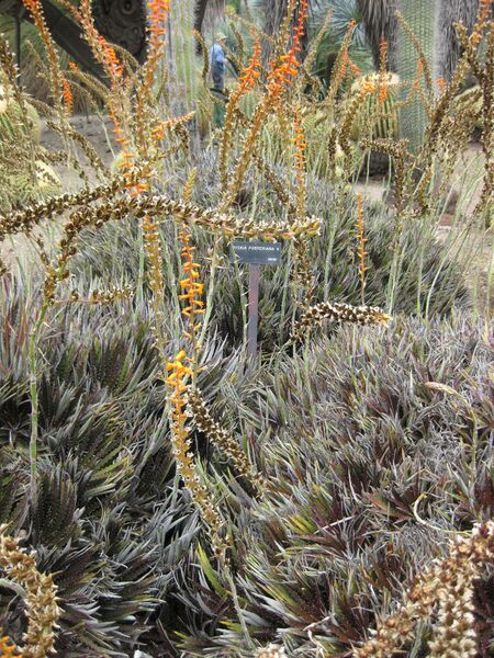 File:IMG 7411 hunt09jun.jpg