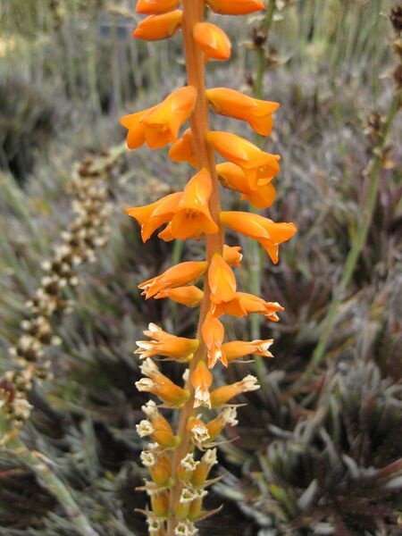 File:IMG 7413 hunt09jun.jpg