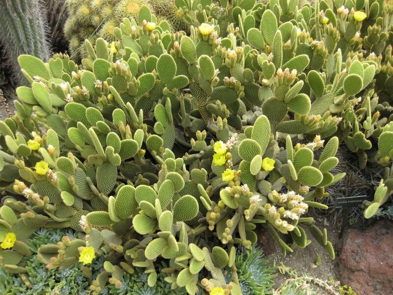 File:IMG 7414 hunt09jun.jpg