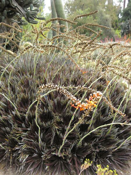 File:IMG 7415 hunt09jun.jpg