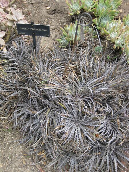 File:IMG 7417 hunt09jun.jpg