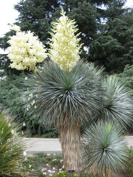 File:IMG 7418 hunt09jun.jpg