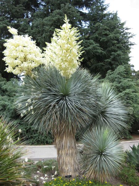 File:IMG 7419 hunt09jun.jpg