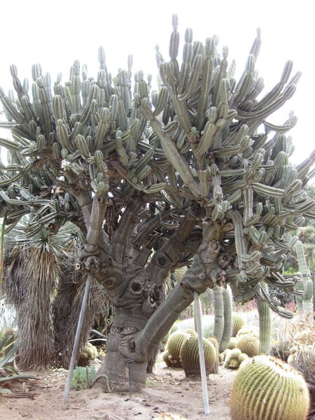 File:IMG 7422 hunt09jun.jpg