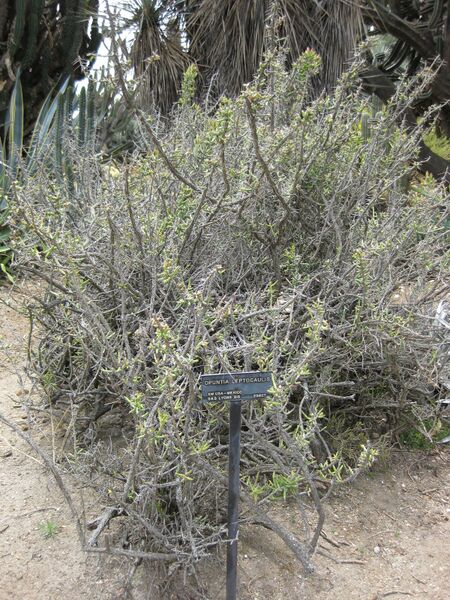 File:IMG 7424 hunt09jun.jpg