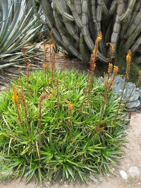 File:IMG 7426 hunt09jun.jpg