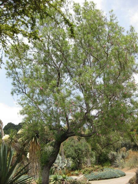 File:IMG 7427 hunt09jun.jpg