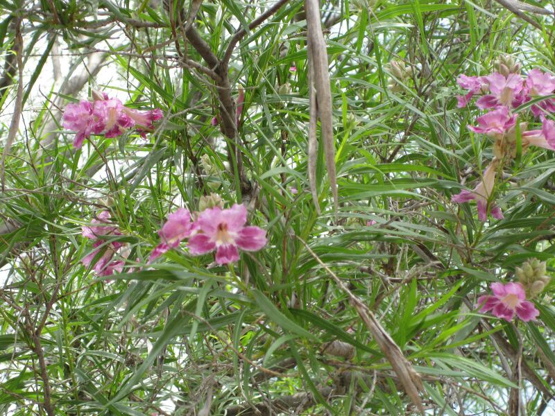 File:IMG 7428 hunt09jun.jpg