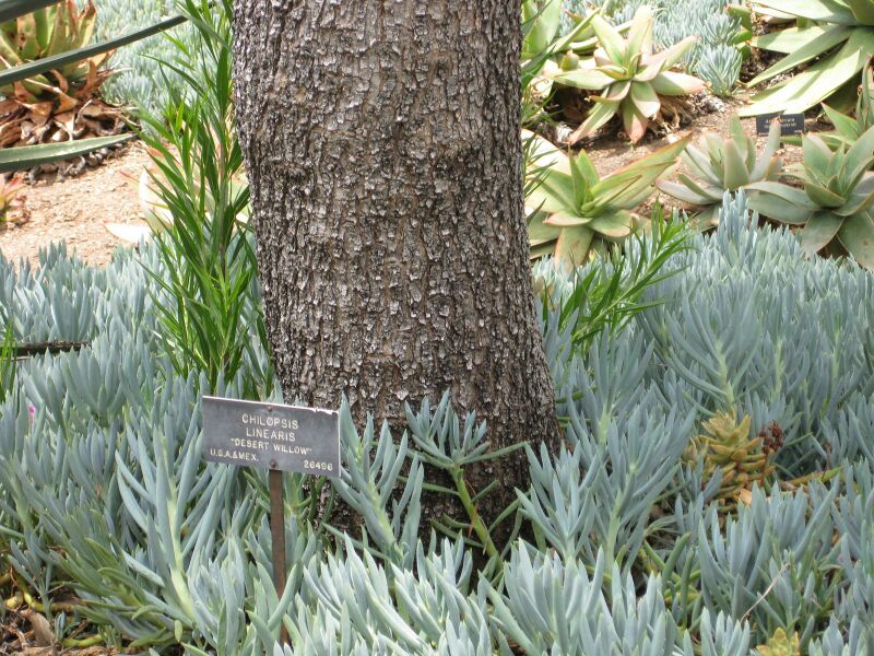 File:IMG 7429 hunt09jun.jpg