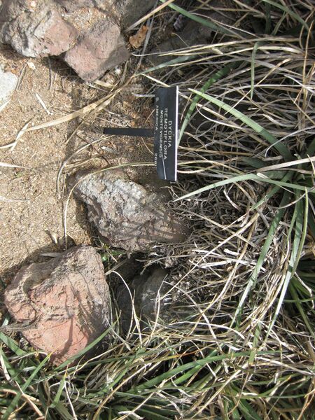 File:IMG 7432 hunt09jun.jpg