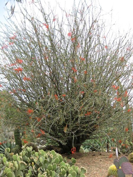 File:IMG 7433 hunt09jun.jpg