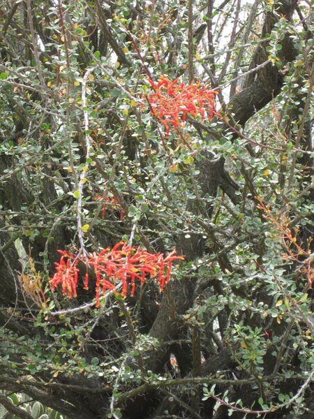 File:IMG 7434 hunt09jun.jpg