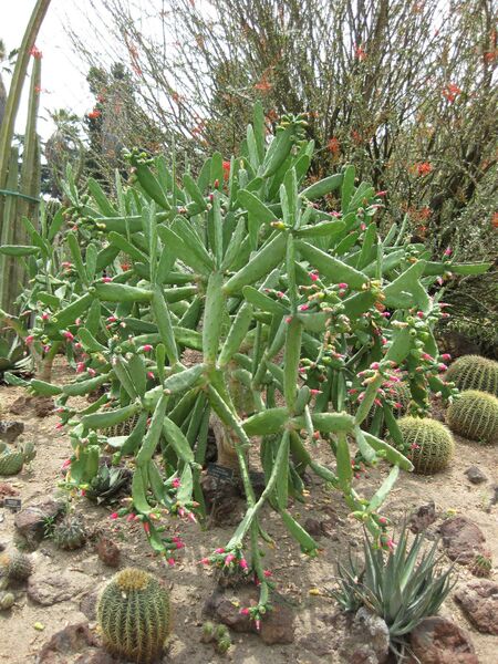 File:IMG 7435 hunt09jun.jpg